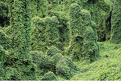 《金垦小镇Dinkum》一座能在线共建的梦幻乐园